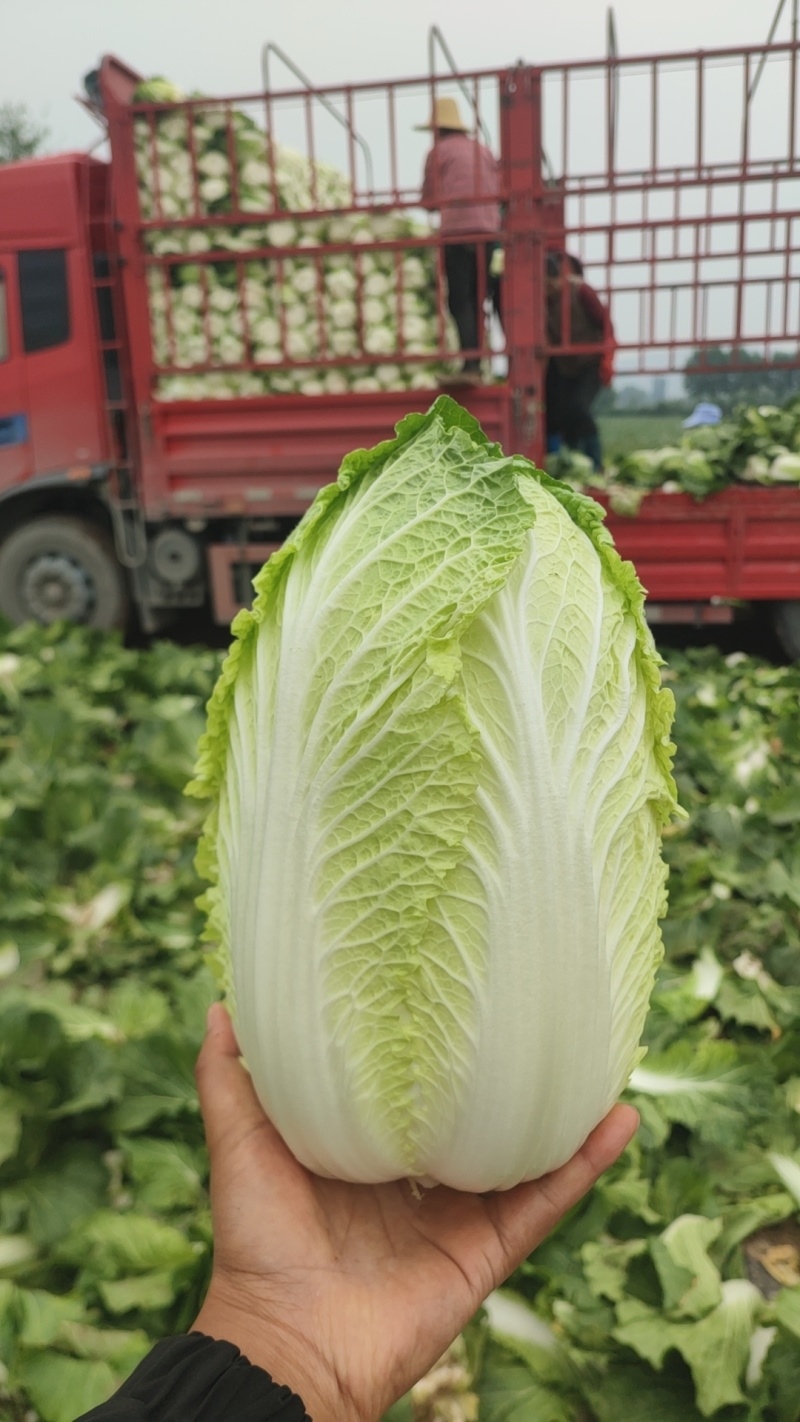 临夏金品黄大白菜