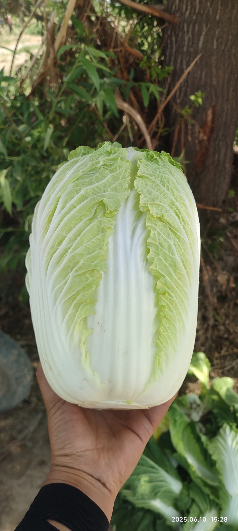 临夏金品黄大白菜