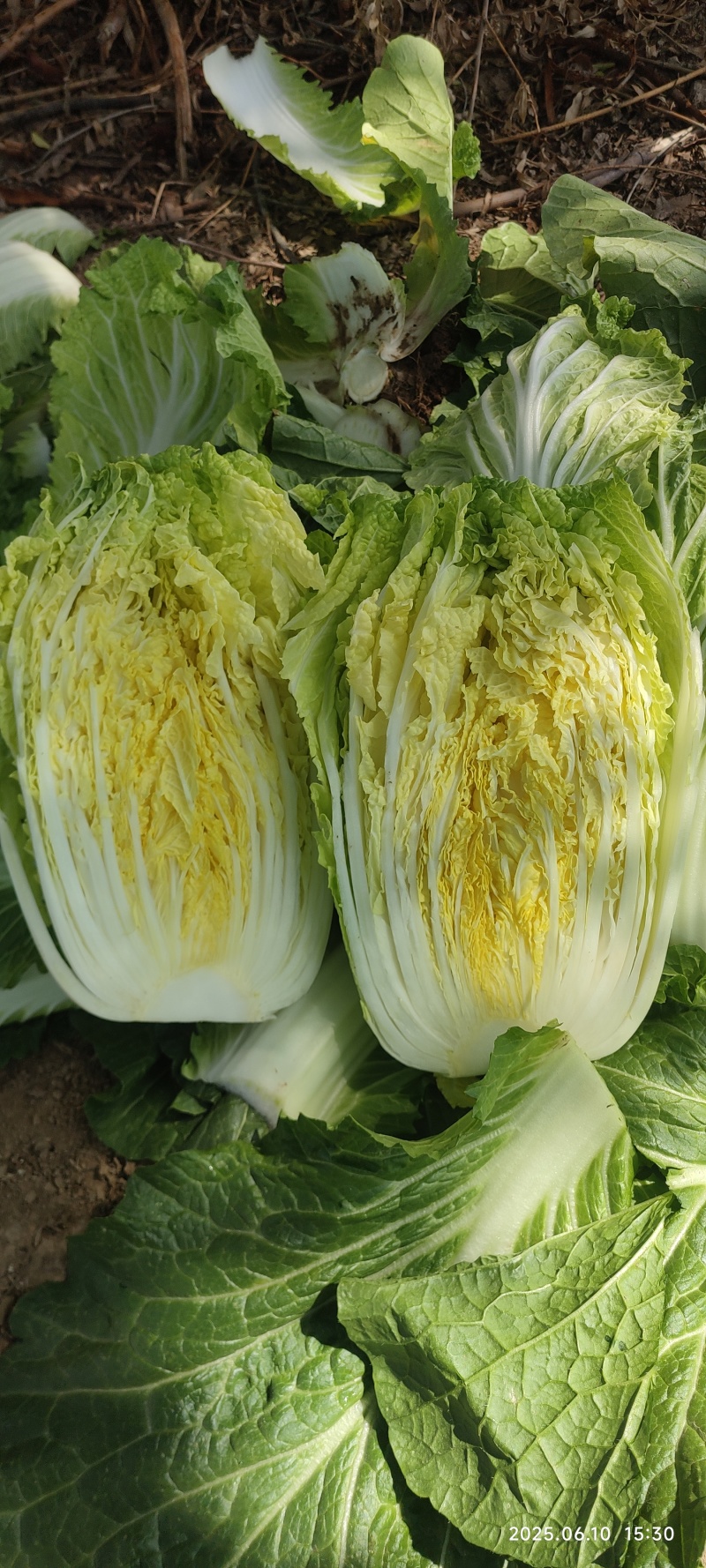 临夏金品黄大白菜