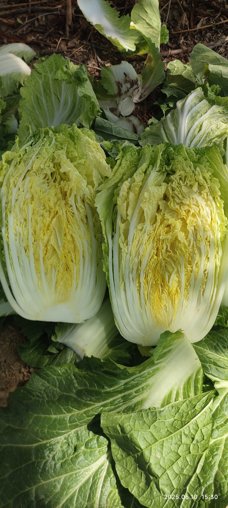 临夏金品黄大白菜