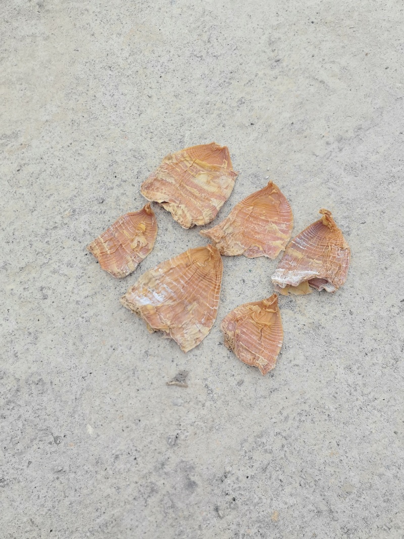 笋干，笋尖，笋衣，笋片