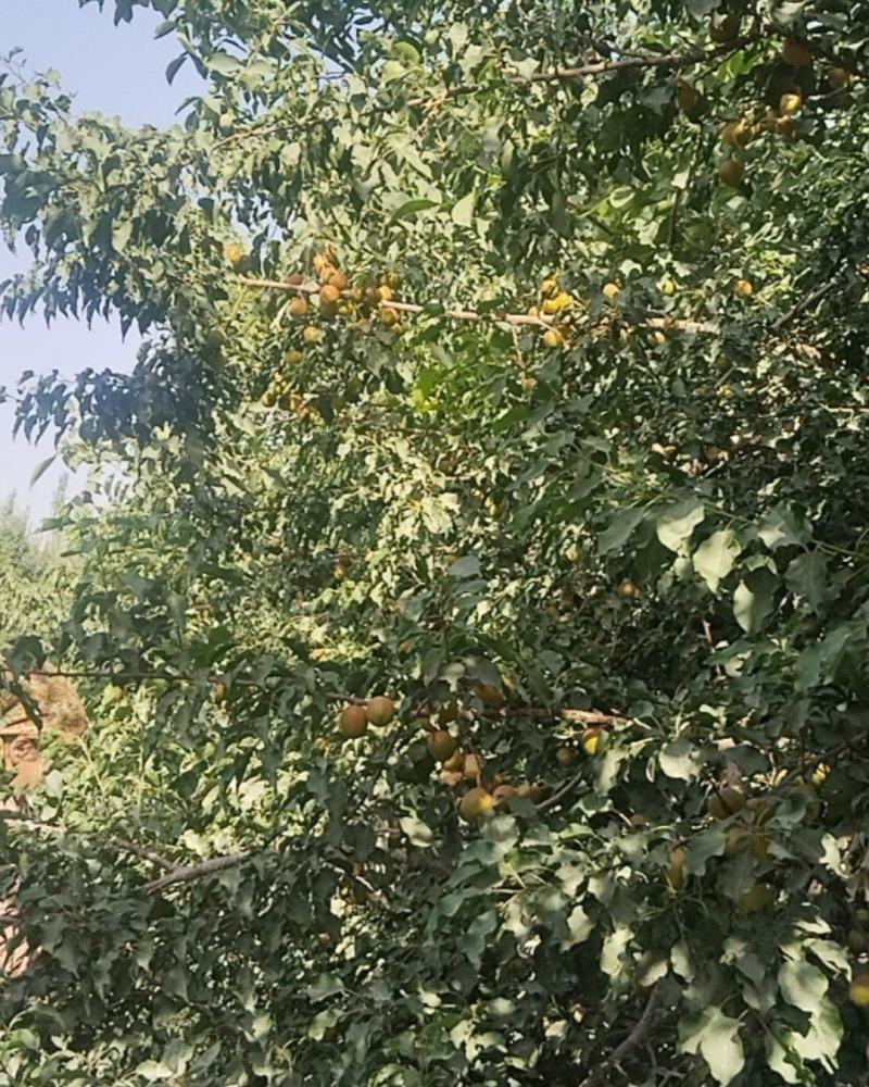 新疆轮台县阳霞镇小白杏，芒果杏