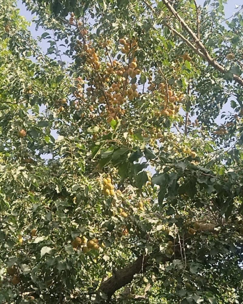 新疆轮台县阳霞镇小白杏，芒果杏