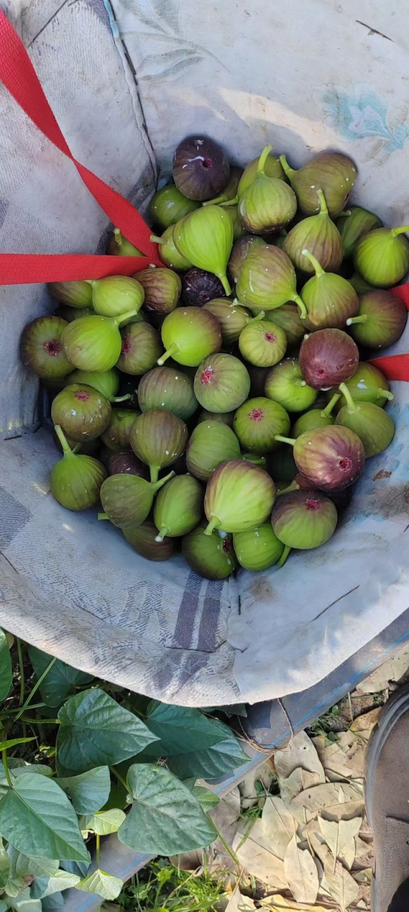 玻璃红无花果，基地直发，品质保证，诚信合作