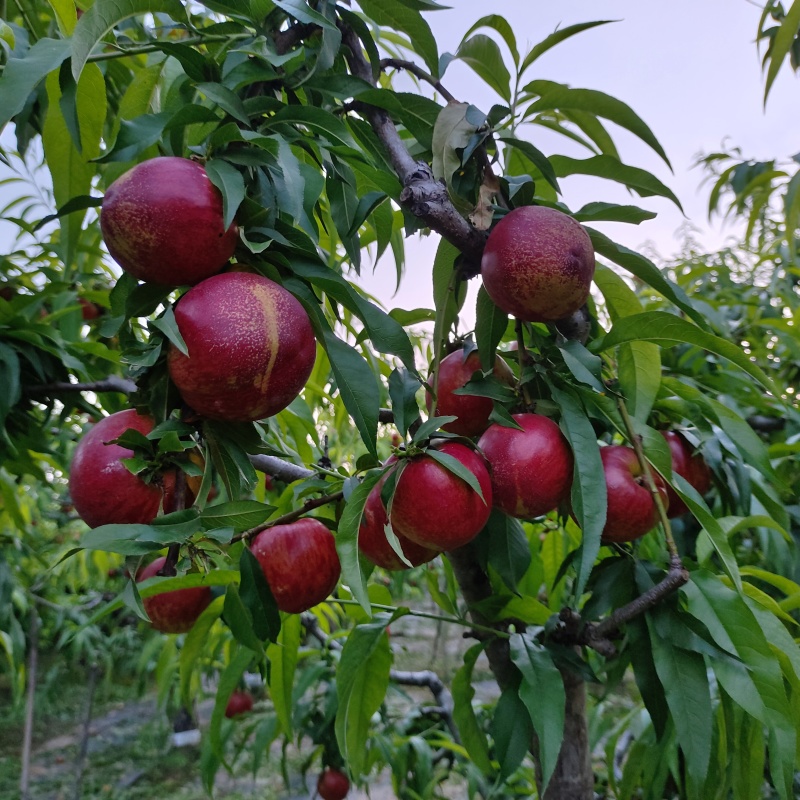 砀山油桃
