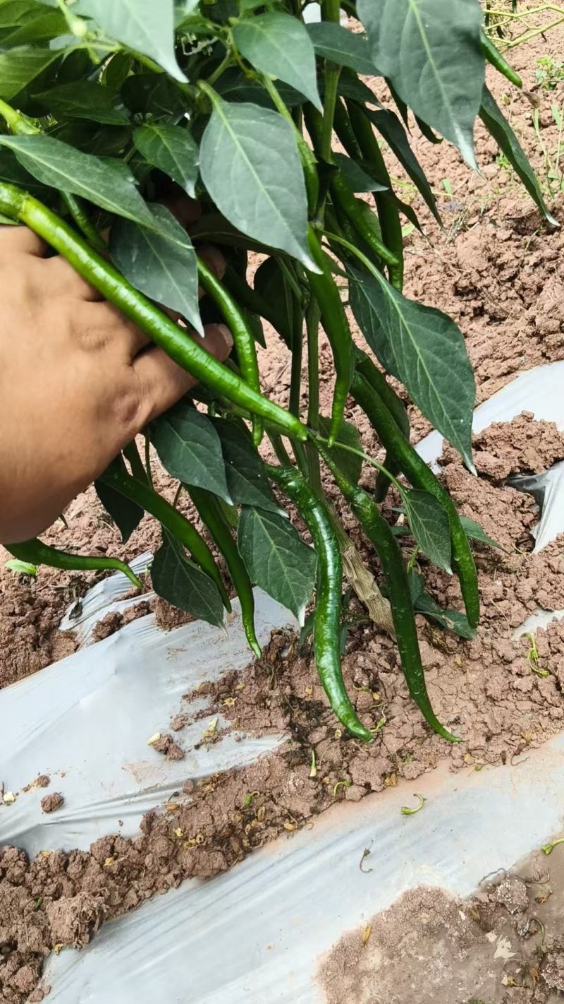 三号青线椒