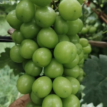 阳光玫瑰葡萄5-6万斤
