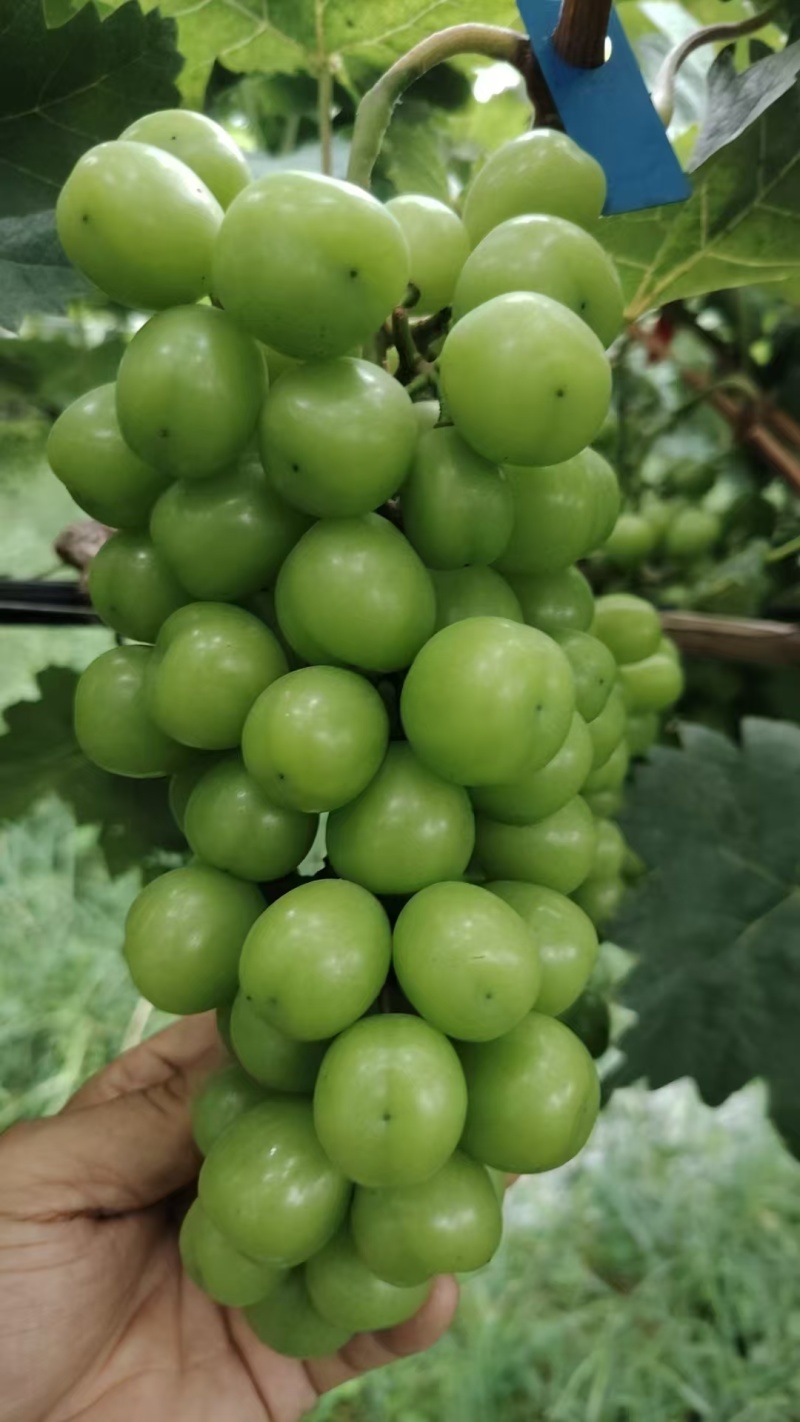 阳光玫瑰葡萄5-6万斤