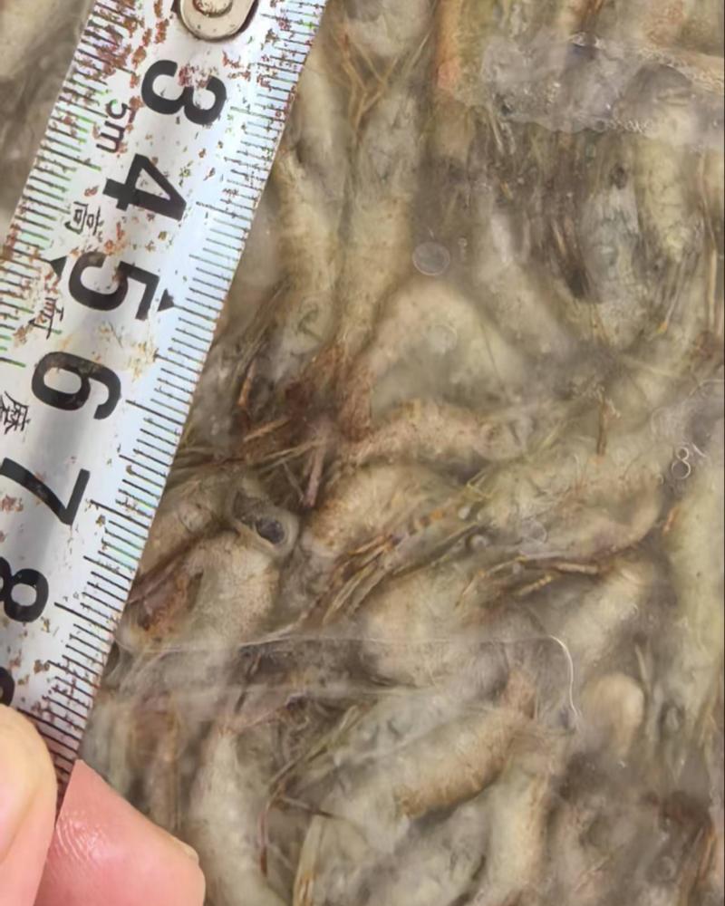 速冻河虾4～6公分货量较大需要可以联系