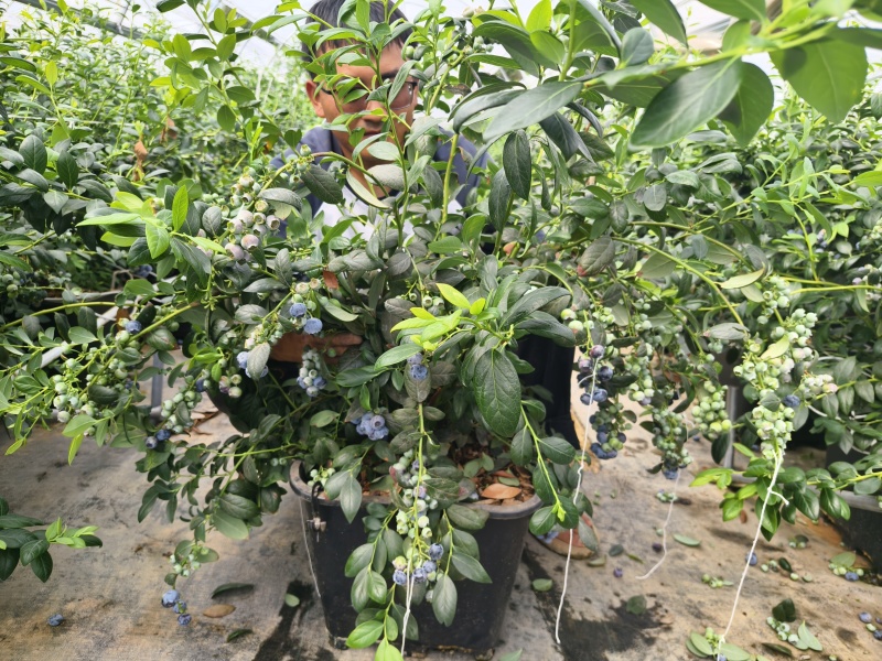 10升（3加仑）F6蓝莓苗，一年苗树壮枝粗，第二年产量翻倍。