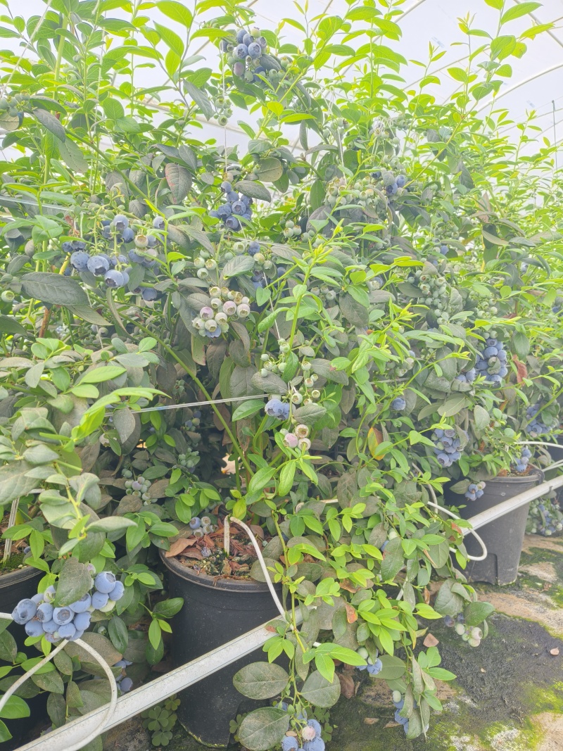 10升（3加仑）F6蓝莓苗，一年苗树壮枝粗，第二年产量翻倍。