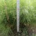 油松裸根苗