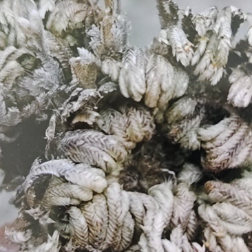 野生卷柏又称九死还魂草。
