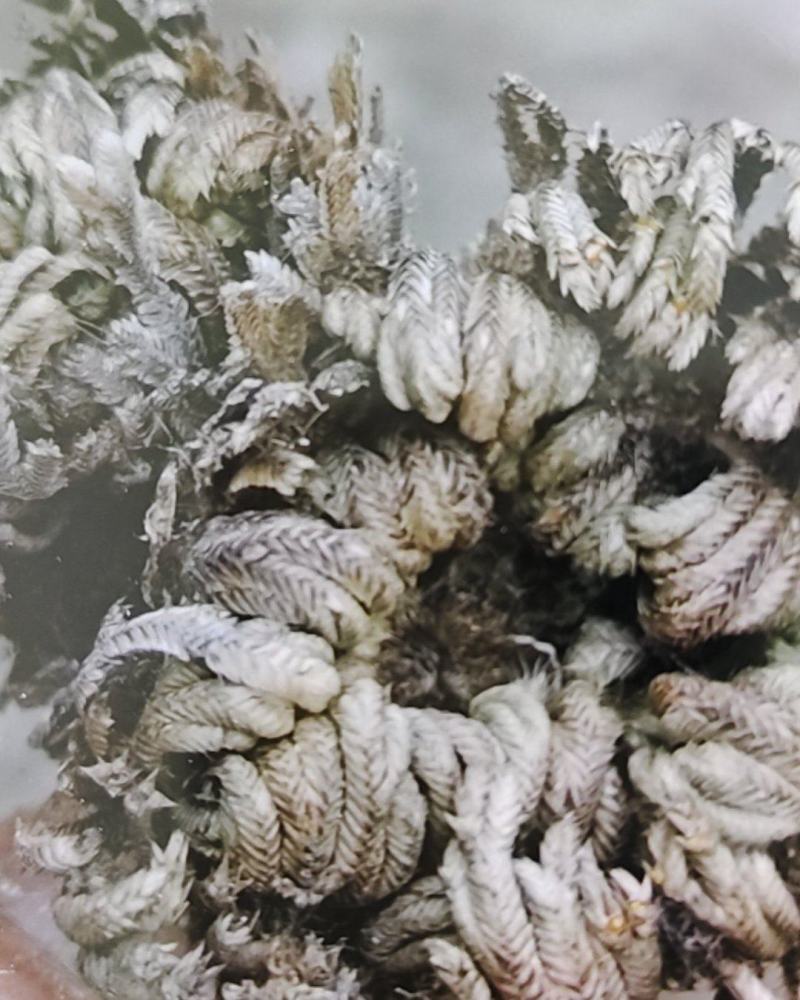 野生卷柏又称九死还魂草。