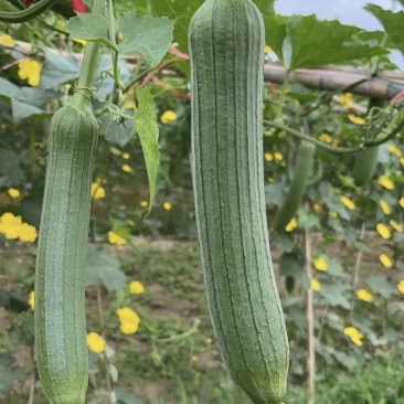 精品丝瓜