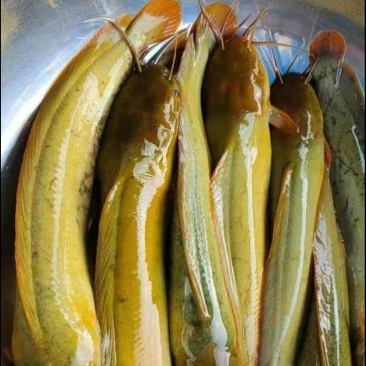 塘角鱼