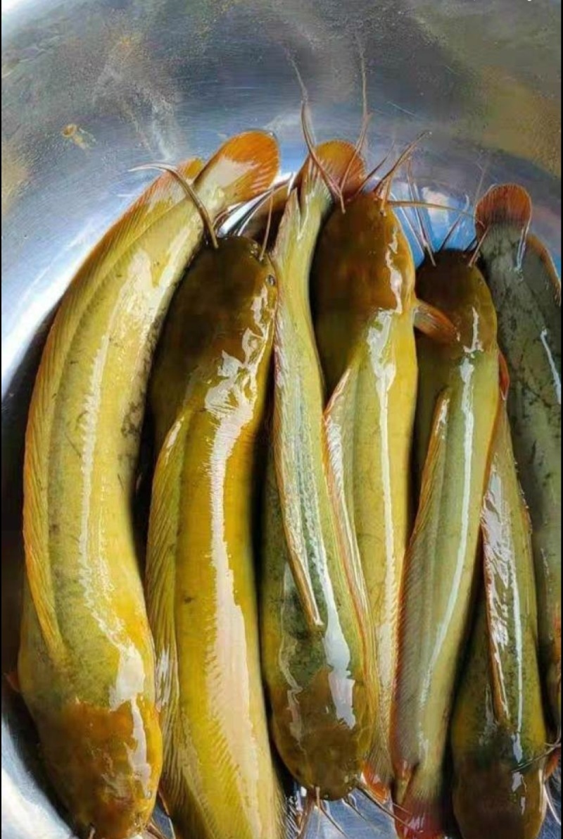 塘角鱼
