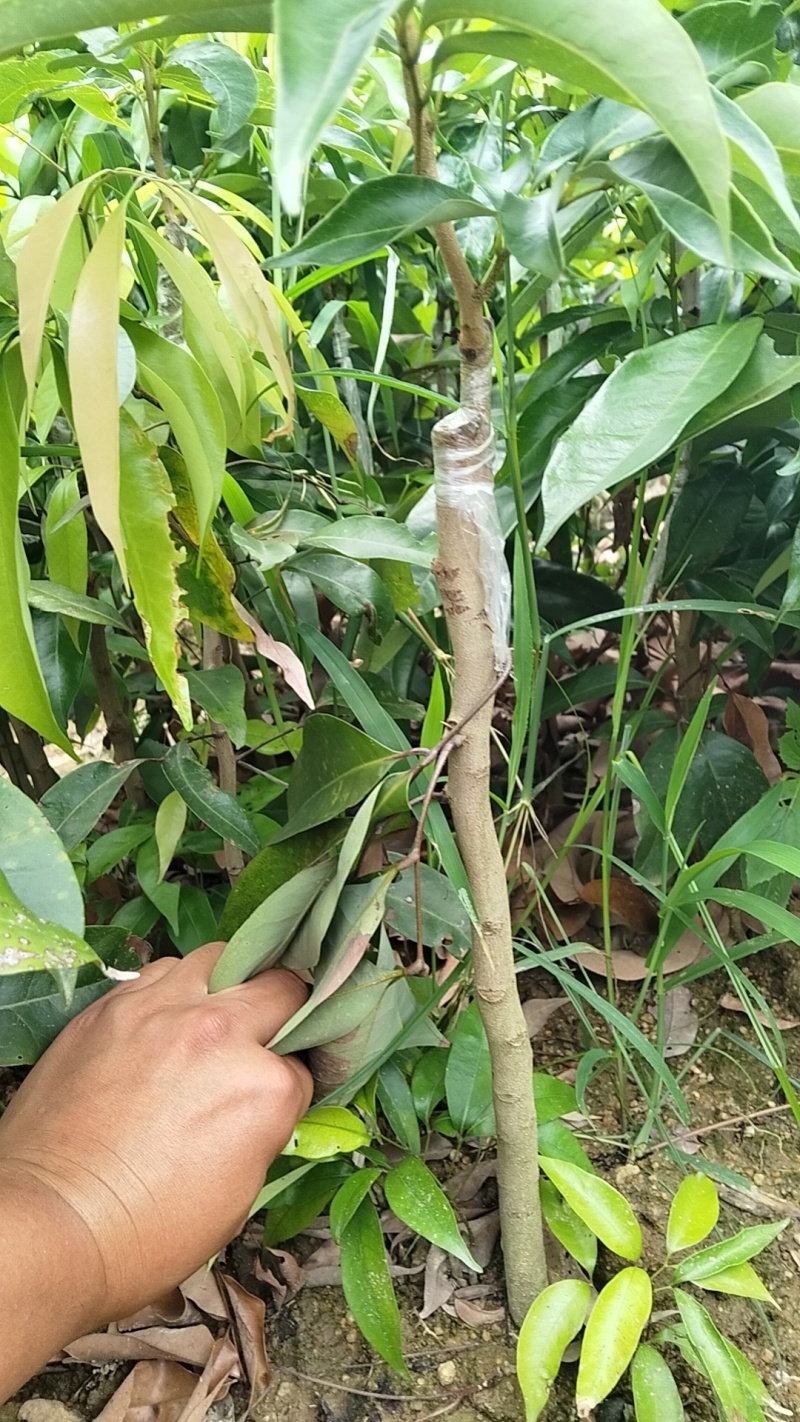 仙进奉荔枝苗新苗