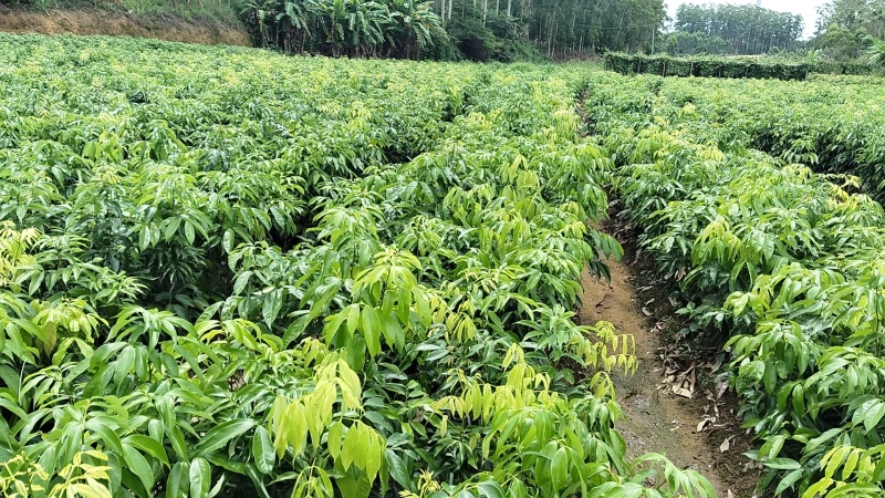 仙进奉荔枝苗新苗