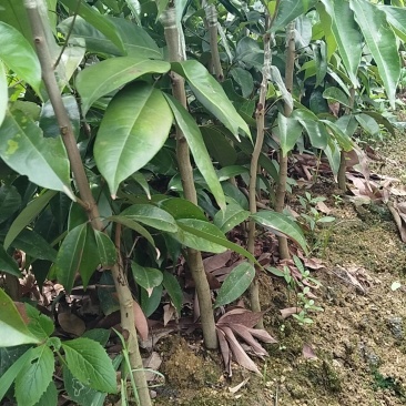 仙进奉荔枝苗新苗