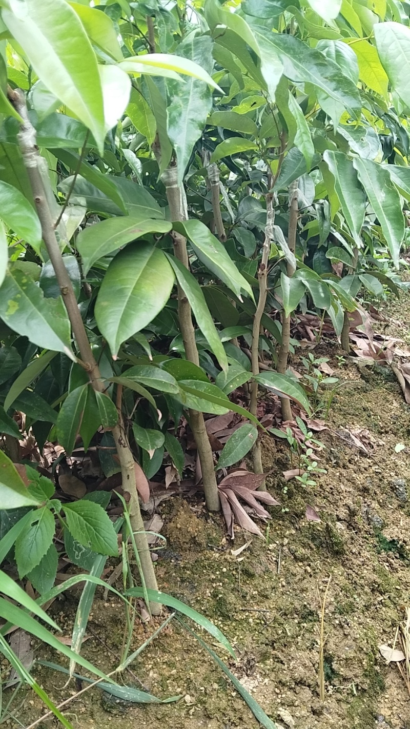 仙进奉荔枝苗新苗