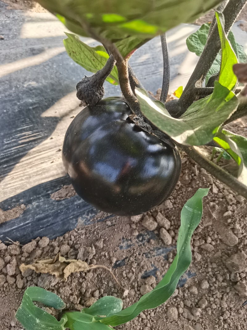 黑茄子