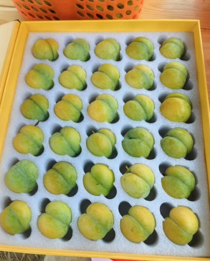 贵州省镇宁六马蜂糖李