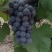夏黑批发