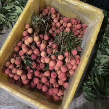 桂味荔枝