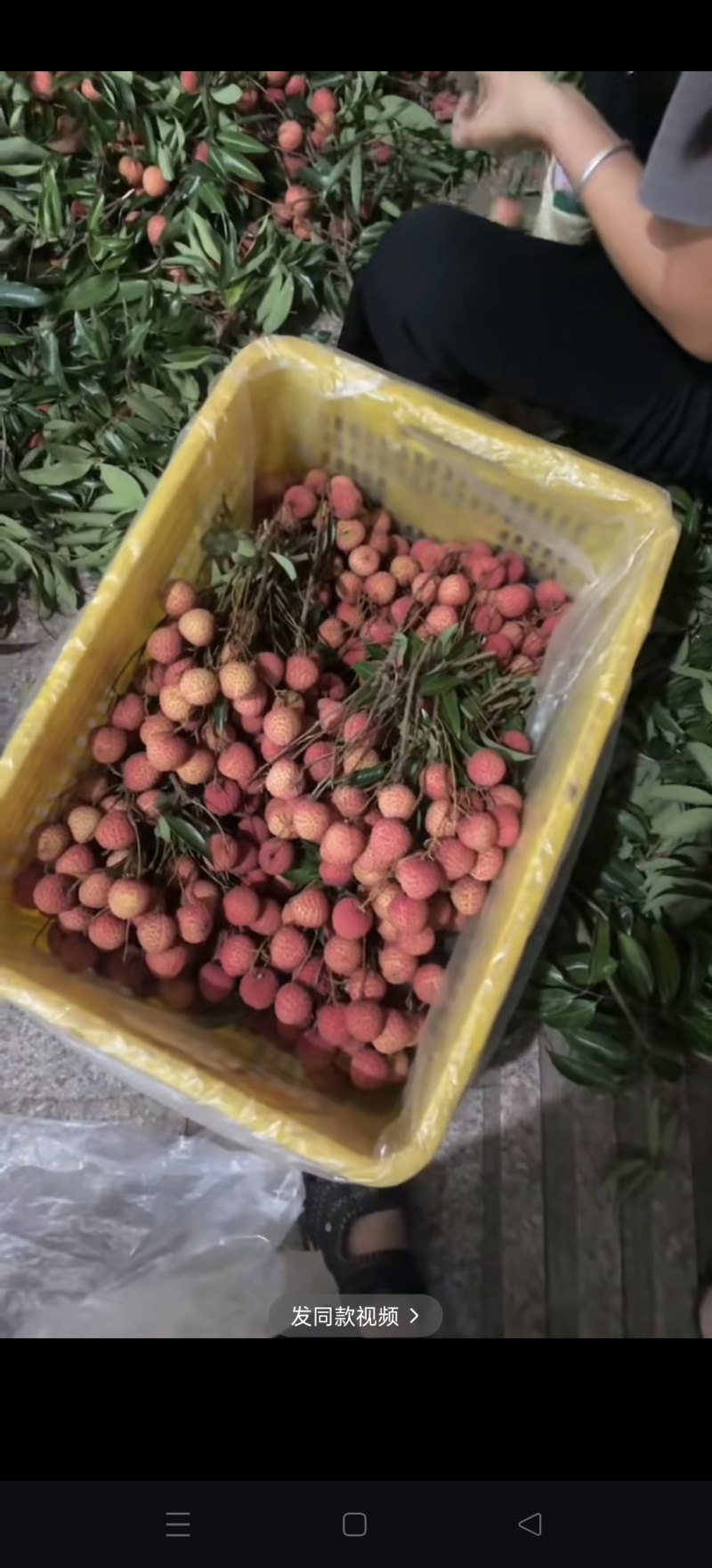 桂味荔枝