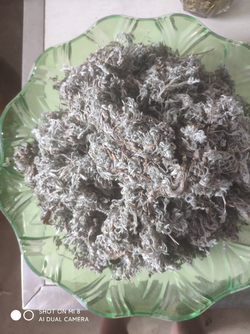 大别山野生茵陈