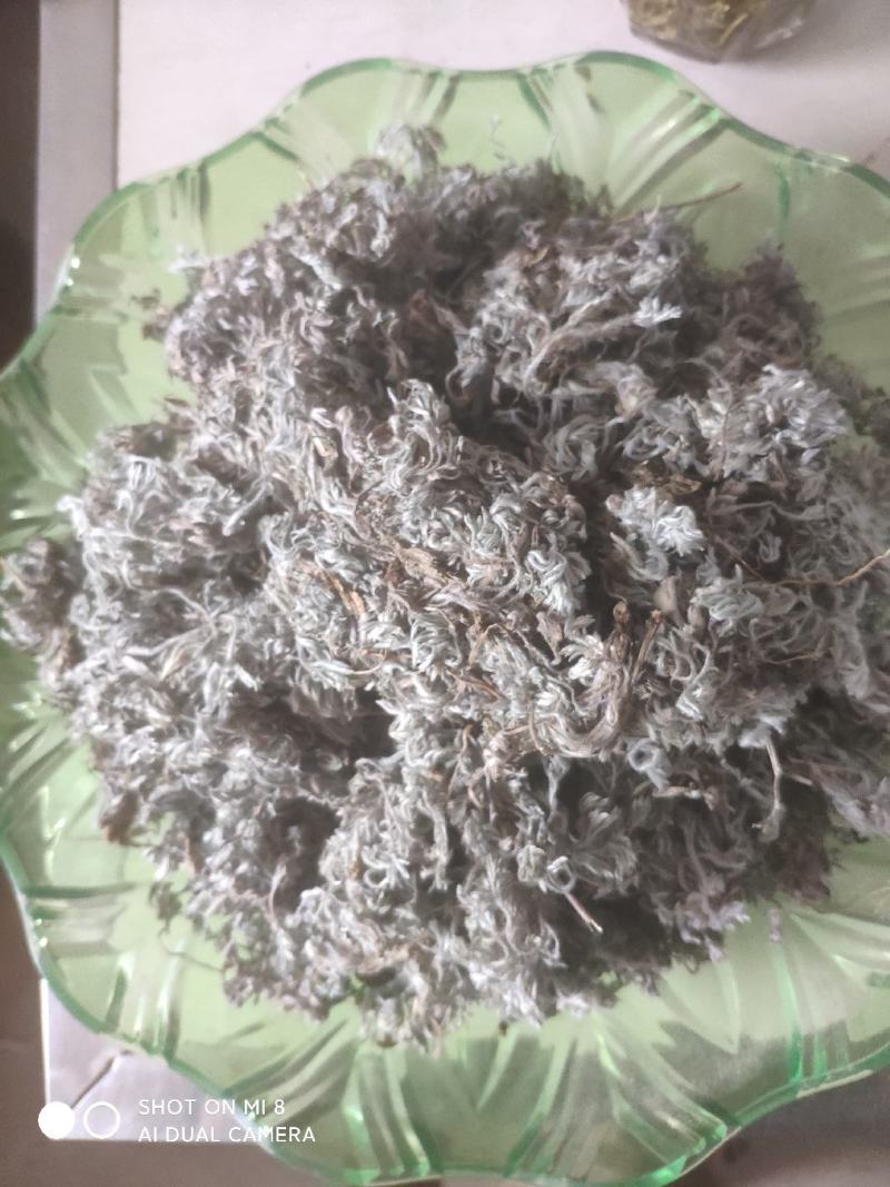 大别山野生茵陈