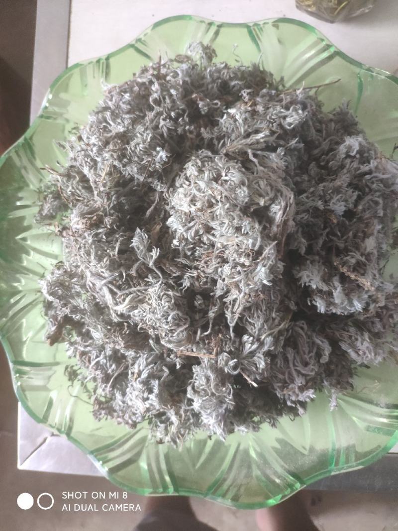 大别山野生茵陈