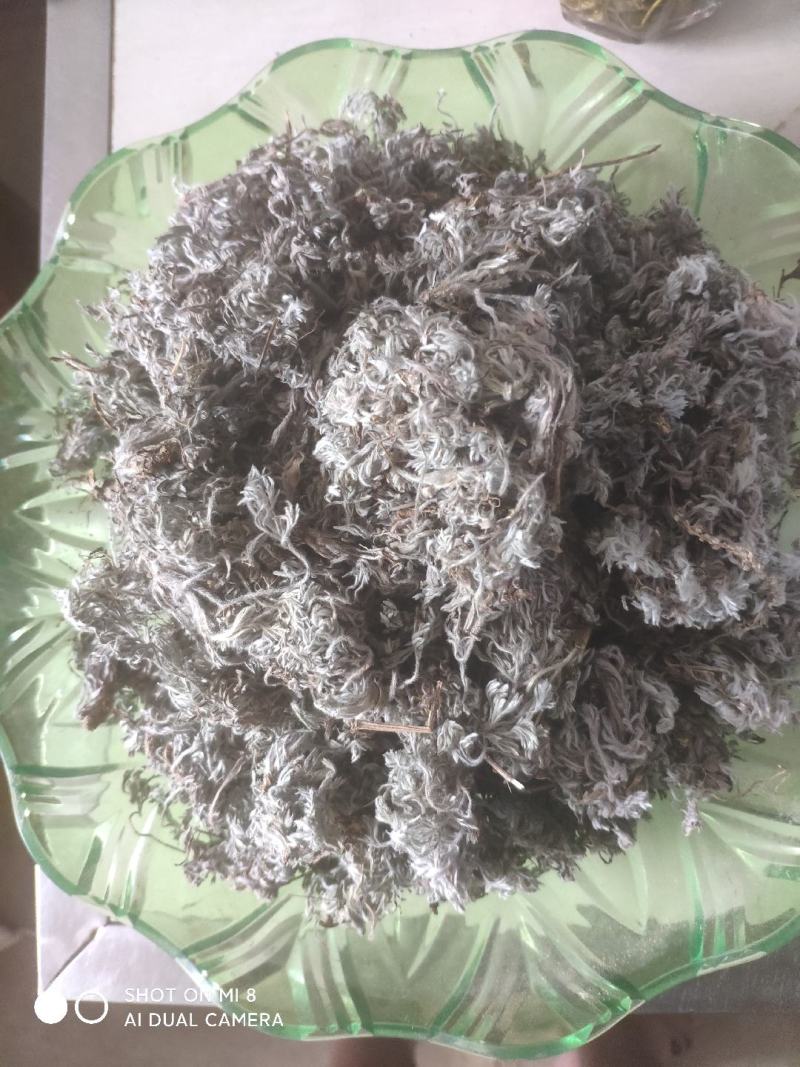 大别山野生茵陈
