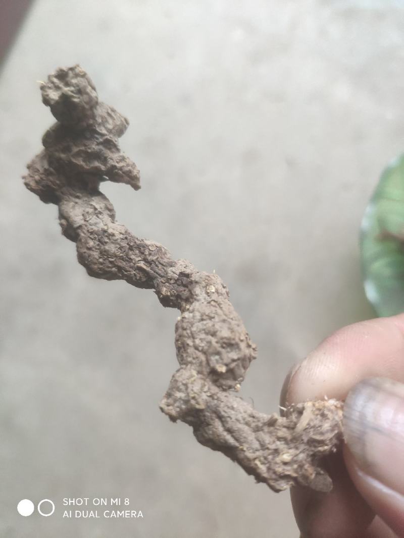 大别山纯野生苍朮