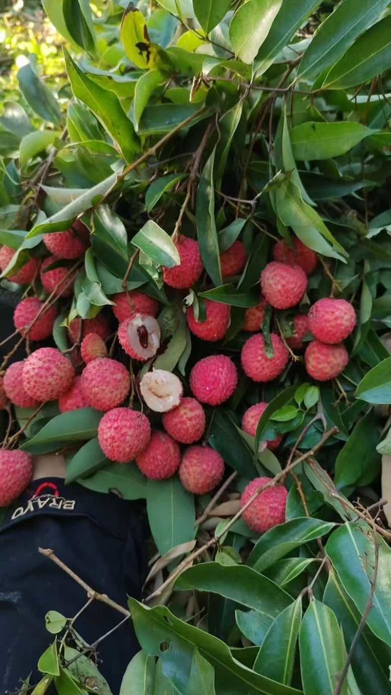桂味荔枝电话***********