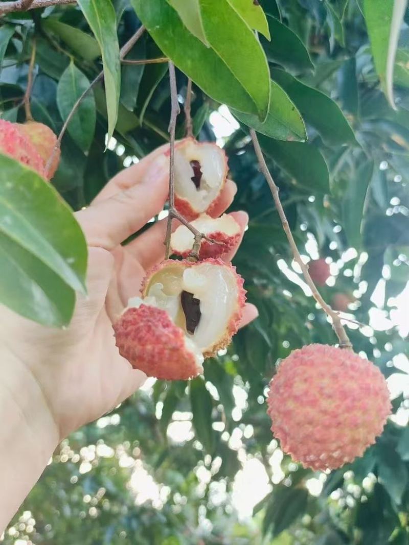 桂味荔枝电话***********