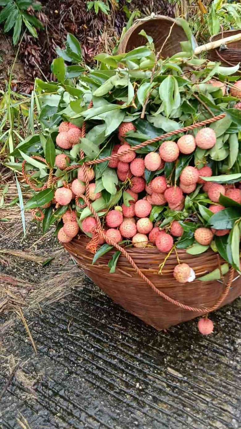 桂味荔枝电话***********