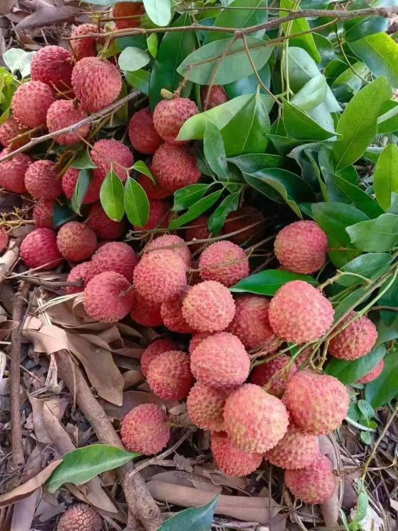 桂味荔枝电话***********
