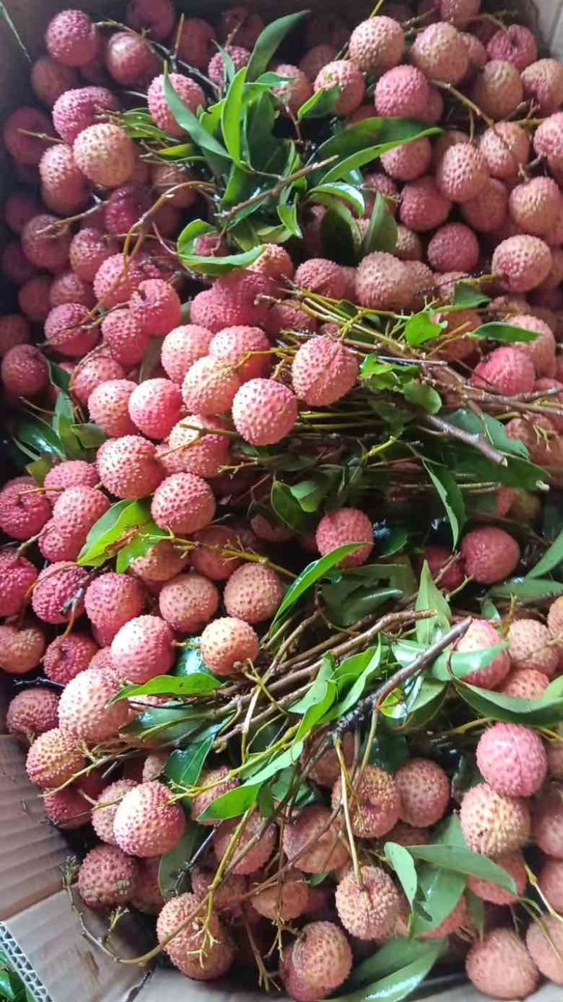 桂味荔枝电话***********