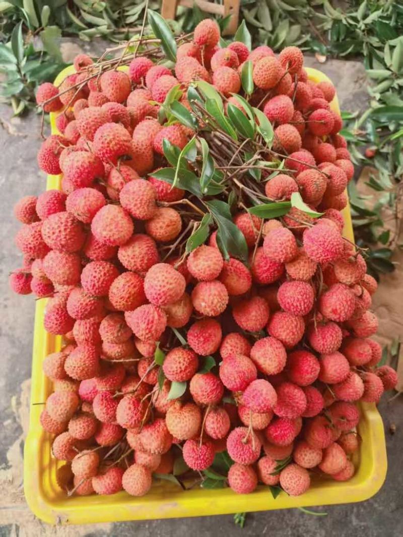桂味荔枝电话***********
