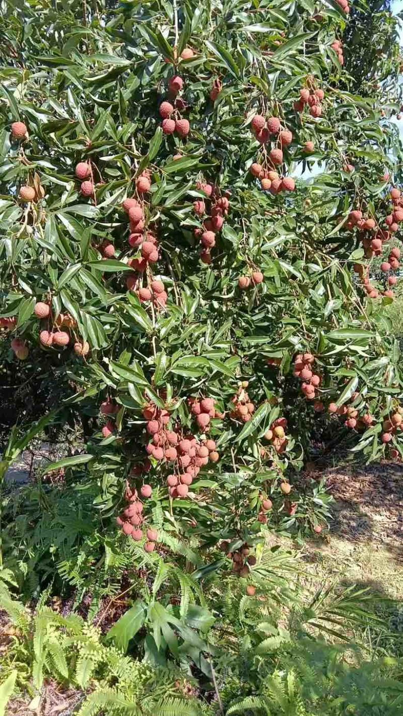 桂味荔枝电话***********