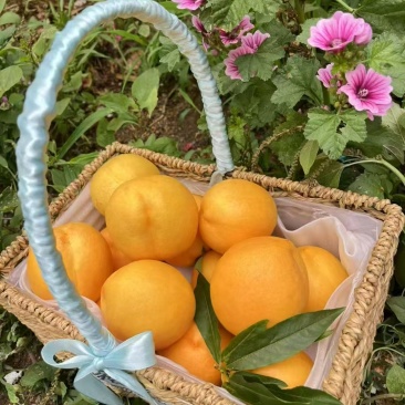 水果，农产品