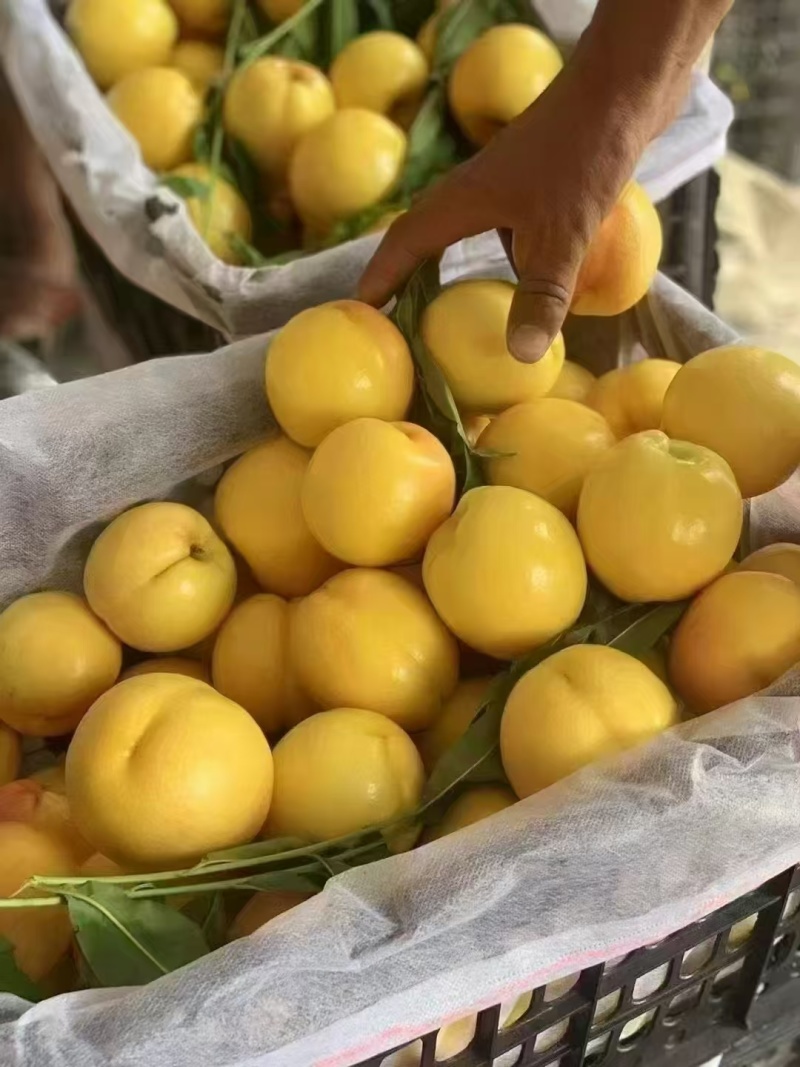 水果，农产品