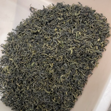 日照绿茶2025