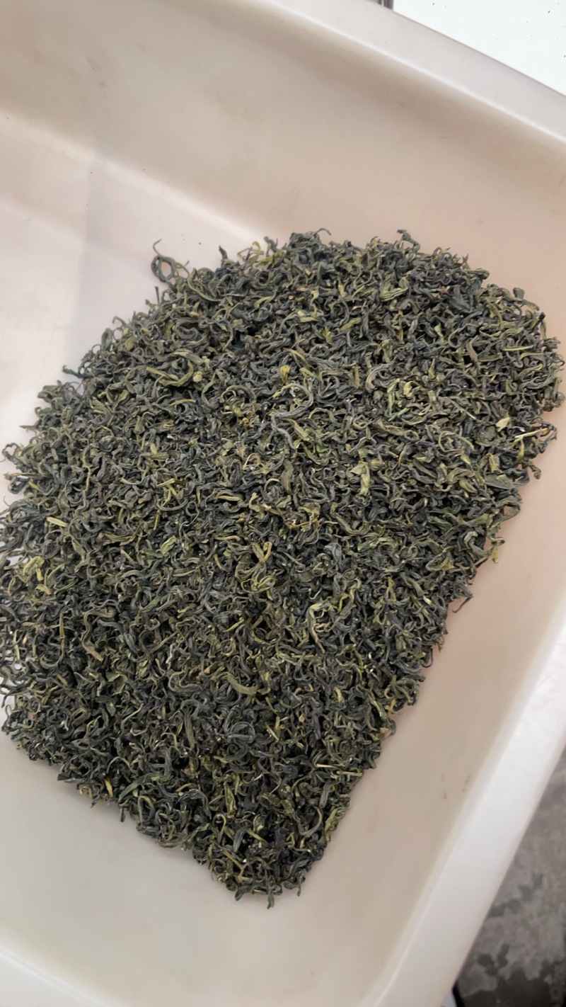 日照绿茶2025