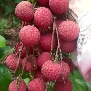 广西荔枝