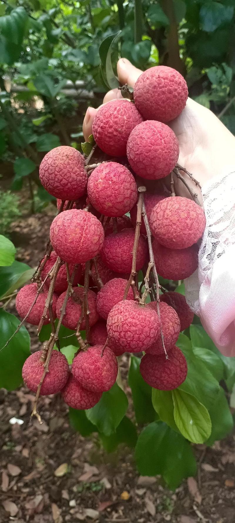 广西荔枝