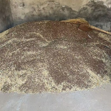 黑小麦