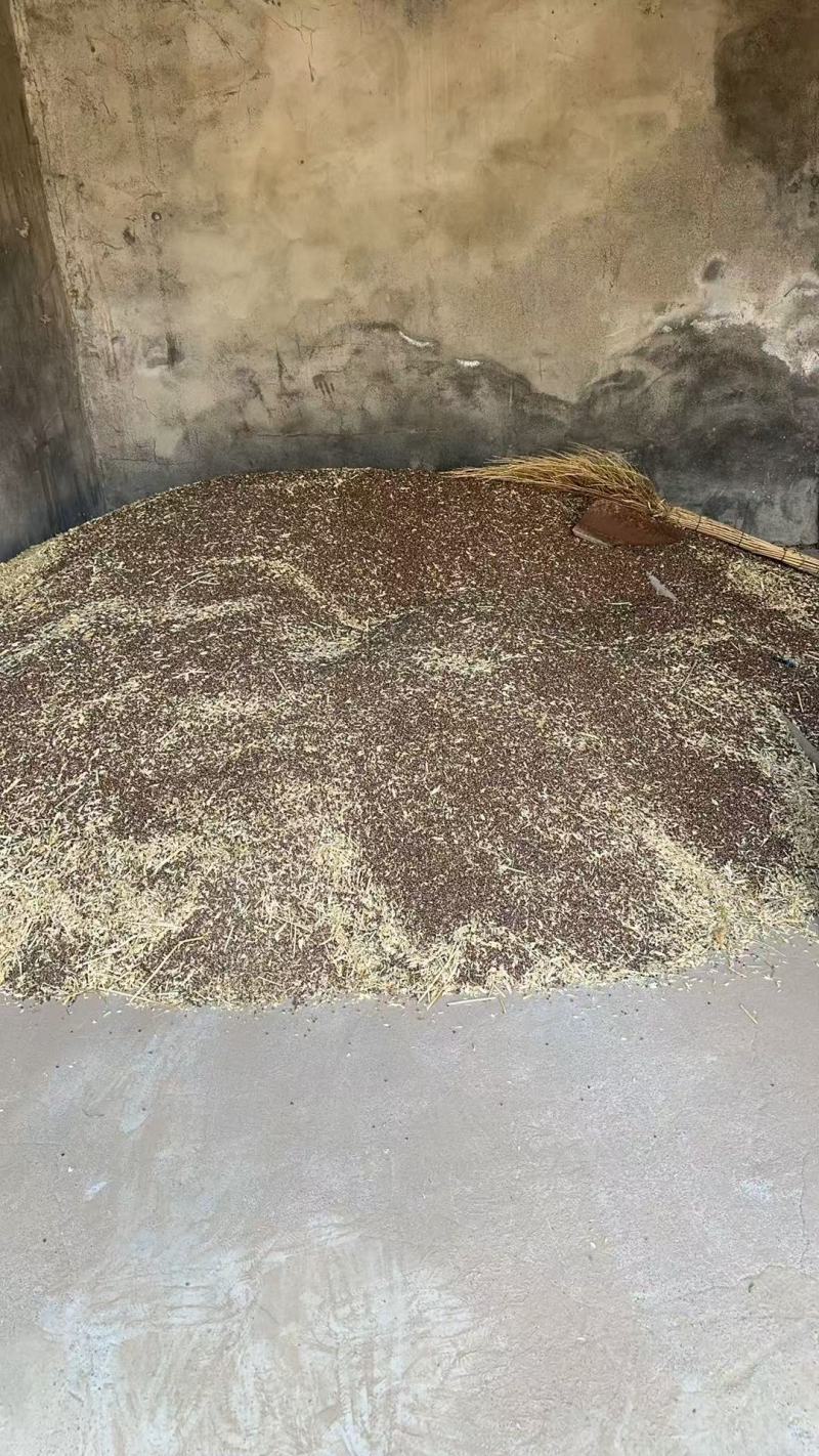 黑小麦